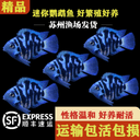 迷你鹦鹉鱼活体短鲷科鱼淡水观赏鱼宝蓝鹦鹉白化鹦鹉金波子蓝波子 1
