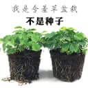 含羞草盆栽室内阳台植物四季常青幼儿园花卉怕羞害羞易种趣味 1