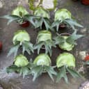 二岐鹿角蕨/盆栽鹿角蕨新奇植物热植蕨类网红植物卫生间耐阴植物 1