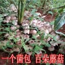 鸡枞菌种子四季伞把菇三塔菌高产人工栽培野生盆栽庭院食用 1