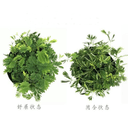 含羞草盆栽室内阳台植物四季常青幼儿园花卉怕羞害羞易种趣味 3