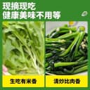 四季花芽甜麦菜种子广东甜麦菜苦麻菜籽青菜春秋季阳台蔬菜种孑籽 5