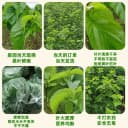 农家新鲜桑食物树叶摘嫩桑叶饲料套装蚕蚕现克蚕宝宝大小桑叶 3