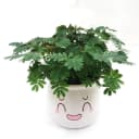 含羞草盆栽室内阳台植物四季常青幼儿园花卉怕羞害羞易种趣味 4