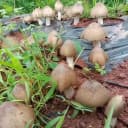 鸡枞菌种子四季伞把菇三塔菌高产人工栽培野生盆栽庭院食用 5