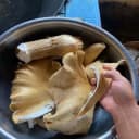 鸡枞菌种子四季伞把菇三塔菌高产人工栽培野生盆栽庭院食用 3