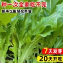 四季花芽甜麦菜种子广东甜麦菜苦麻菜籽青菜春秋季阳台蔬菜种孑籽 3