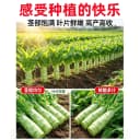 泰国罗汉莴笋种子四季圆叶竹节短粗鸡腿莴笋种籽耐热农家蔬菜种孑 5