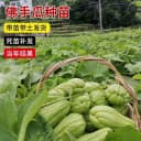 佛手瓜苗秧瓜种带芽种子种籽子孑白种苗瓜苗发芽扶手瓜种植苗菜苗 3