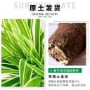 金边吊兰盆栽绿植花卉室内水培水养净化空气四季常青客厅懒人好养 4