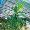 二岐鹿角蕨/盆栽鹿角蕨新奇植物热植蕨类网红植物卫生间耐阴植物 5
