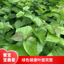 农家新鲜桑食物树叶摘嫩桑叶饲料套装蚕蚕现克蚕宝宝大小桑叶 2