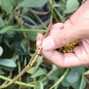深山决明子正宗药材农家晒夜关门泡茶喝原料新货菊花枸杞子草药材 3