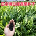四季花芽甜麦菜种子广东甜麦菜苦麻菜籽青菜春秋季阳台蔬菜种孑籽 2