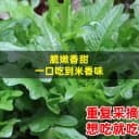四季花芽甜麦菜种子广东甜麦菜苦麻菜籽青菜春秋季阳台蔬菜种孑籽 4