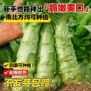 泰国罗汉莴笋种子四季圆叶竹节短粗鸡腿莴笋种籽耐热农家蔬菜种孑 2