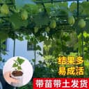 佛手瓜苗秧瓜种带芽种子种籽子孑白种苗瓜苗发芽扶手瓜种植苗菜苗 5