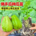 佛手瓜苗秧瓜种带芽种子种籽子孑白种苗瓜苗发芽扶手瓜种植苗菜苗 2