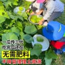 佛手瓜苗秧瓜种带芽种子种籽子孑白种苗瓜苗发芽扶手瓜种植苗菜苗 4