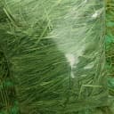 【26年精品烘干】提摩西草兔子龙猫兔饲料牧草兔子干草兔提摩西草 4