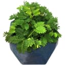 含羞草盆栽室内阳台植物四季常青幼儿园花卉怕羞害羞易种趣味 5