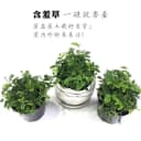 含羞草盆栽室内阳台植物四季常青幼儿园花卉怕羞害羞易种趣味 2