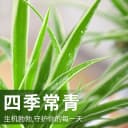 金边吊兰盆栽绿植花卉室内水培水养净化空气四季常青客厅懒人好养 3