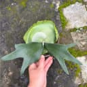 二岐鹿角蕨/盆栽鹿角蕨新奇植物热植蕨类网红植物卫生间耐阴植物 2