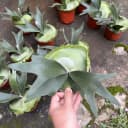 二岐鹿角蕨/盆栽鹿角蕨新奇植物热植蕨类网红植物卫生间耐阴植物 4