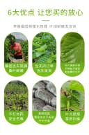 农家新鲜桑食物树叶摘嫩桑叶饲料套装蚕蚕现克蚕宝宝大小桑叶 4