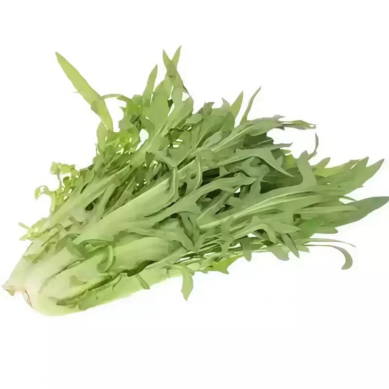 四季花芽甜麦菜种子广东甜麦菜苦麻菜籽青菜春秋季阳台蔬菜种孑籽
