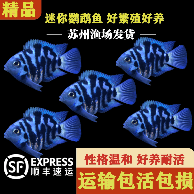 迷你鹦鹉鱼活体短鲷科鱼淡水观赏鱼宝蓝鹦鹉白化鹦鹉金波子蓝波子