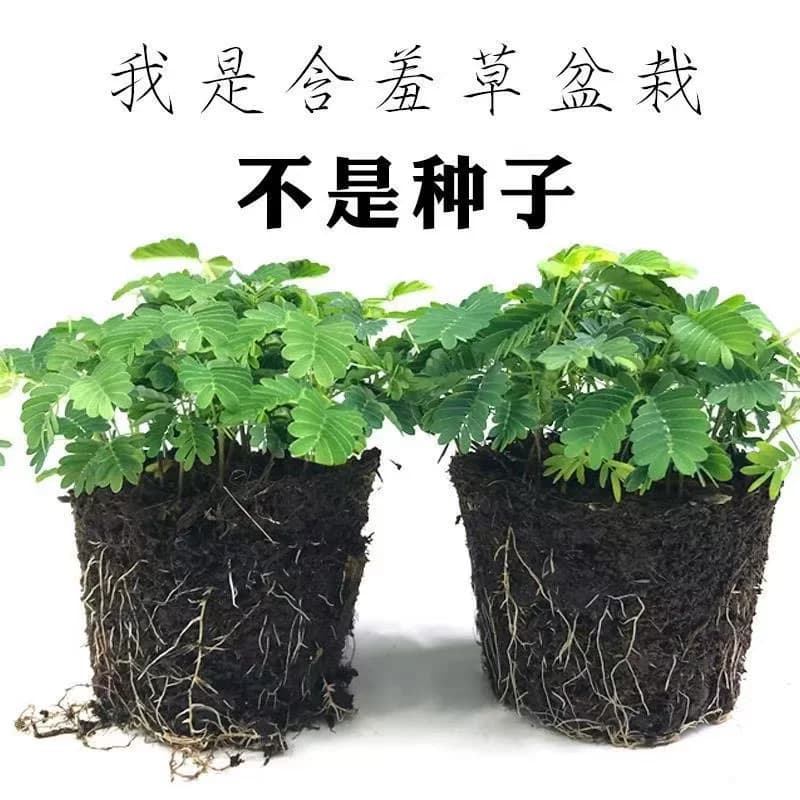 含羞草盆栽室内阳台植物四季常青幼儿园花卉怕羞害羞易种趣味