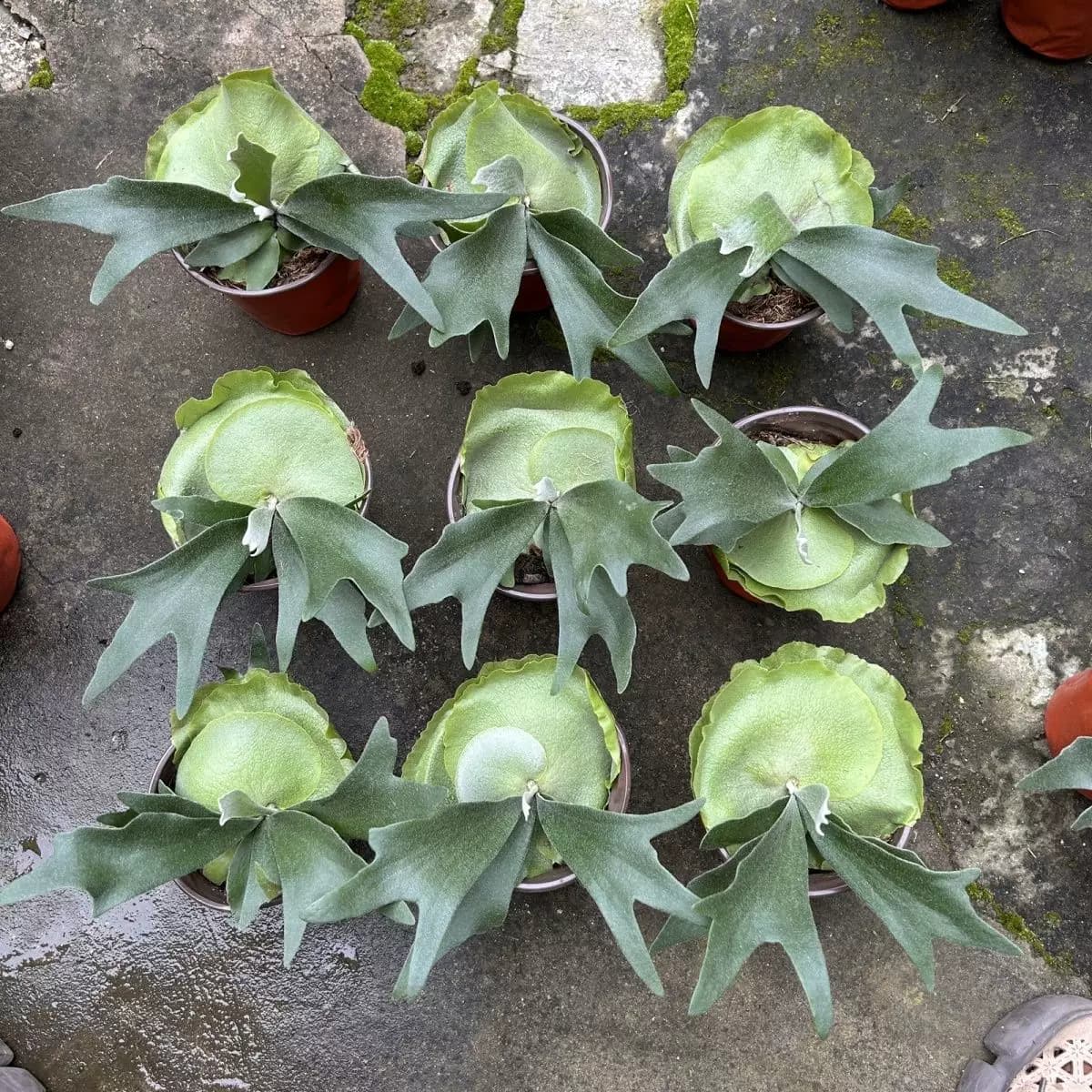 二岐鹿角蕨/盆栽鹿角蕨新奇植物热植蕨类网红植物卫生间耐阴植物