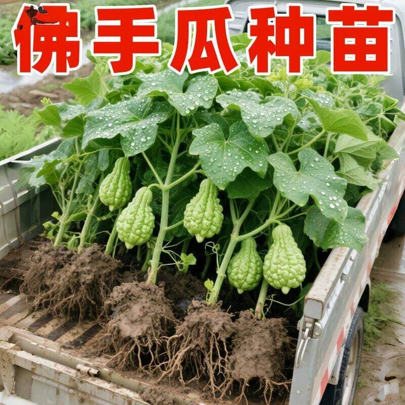 佛手瓜苗秧瓜种带芽种子种籽子孑白种苗瓜苗发芽扶手瓜种植苗菜苗